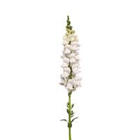 Monaco White Improved Snapdragon Single Stem, White Background