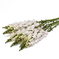 Monaco White Improved Snapdragon Grower Bunch