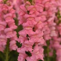 Monaco Dark Pink Snapdragon Bloom