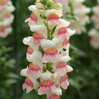 Potomac™ Appleblossom Snapdragon Bloom