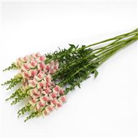 Potomac™ Appleblossom Snapdragon Grower Bunch
