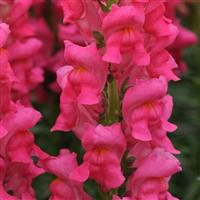 Potomac™ Cherry Rose Snapdragon Bloom