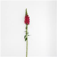 Potomac™ Cherry Rose Snapdragon Single Stem, White Background