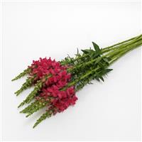 Potomac™ Cherry Rose Snapdragon Grower Bunch