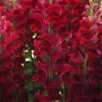 Potomac™ Crimson Snapdragon Bloom