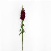 Potomac™ Crimson Snapdragon Single Stem, White Background