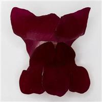 Potomac™ Crimson Snapdragon FloretShot, White Background