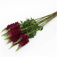 Potomac™ Crimson Snapdragon Grower Bunch
