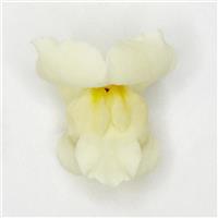 Potomac™ Ivory White Snapdragon FloretShot, White Background