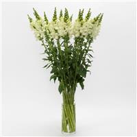 Potomac™ Ivory White Snapdragon Mono Vase, White Background
