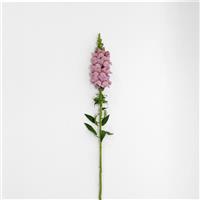 Potomac™ Lavender Snapdragon Single Stem, White Background