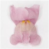 Potomac™ Lavender Snapdragon FloretShot, White Background