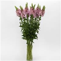 Potomac™ Lavender Snapdragon Mono Vase, White Background