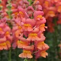 Potomac™ Orange Snapdragon Bloom