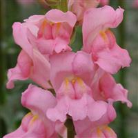 Potomac™ Pink Snapdragon Bloom