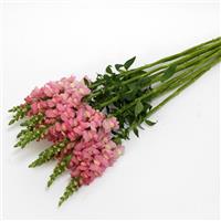 Potomac™ Pink Snapdragon Grower Bunch