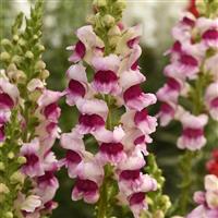 Potomac™ Plumblossom Snapdragon Bloom