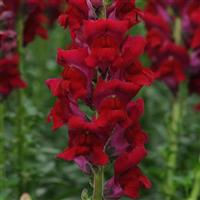 Potomac™ Red Snapdragon Bloom