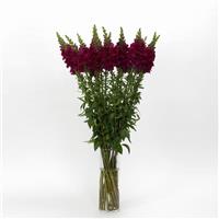 Potomac™ Royal Snapdragon Mono Vase, White Background