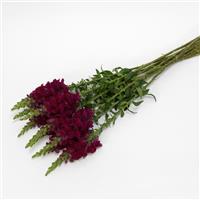 Potomac™ Royal Snapdragon Grower Bunch