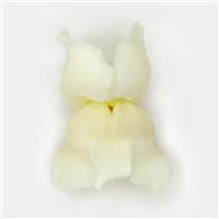 Potomac™ White Snapdragon FloretShot, White Background