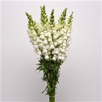 Potomac™ White Snapdragon Mono Vase, White Background