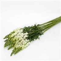 Potomac™ White Snapdragon Grower Bunch
