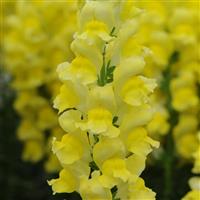Potomac™ Yellow Snapdragon Bloom