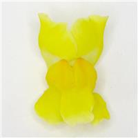 Potomac™ Yellow Snapdragon FloretShot, White Background