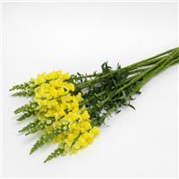 Potomac™ Yellow Snapdragon Grower Bunch