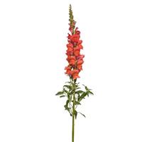 Potomac™ Bright Orange Snapdragon Single Stem, White Background