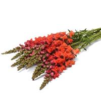 Potomac™ Bright Orange Snapdragon Grower Bunch