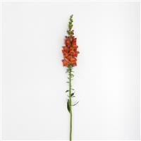 Potomac™ Dark Orange Snapdragon Single Stem, White Background