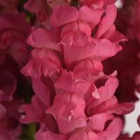 Potomac™ Dark Pink Snapdragon Bloom