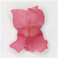 Potomac™ Dark Pink Snapdragon FloretShot, White Background