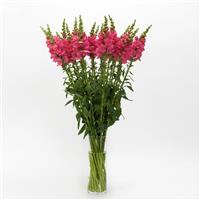 Potomac™ Dark Pink Snapdragon Mono Vase, White Background