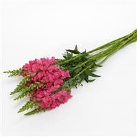 Potomac™ Dark Pink Snapdragon Grower Bunch