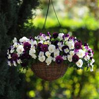 Cool Wave® Berries 'N Cream Mixture Spreading Pansy Basket