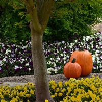 Cool Wave® Berries 'N Cream Mixture Spreading Pansy Landscape