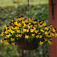 Cool Wave® Sunshine 'N Wine Spreading Pansy Basket