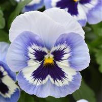 Top Wave™ Marina Spreading Pansy Bloom