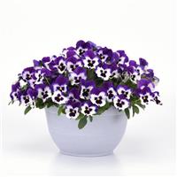 Top Wave™ Purple White Spreading Pansy Container