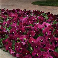 Top Wave™ Rose Blotch Spreading Pansy Landscape