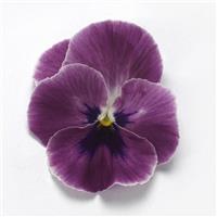 Top Wave™ Pink Shades Spreading Pansy Bloom