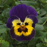 Top Wave™ Purple Sunburst Spreading Pansy Bloom