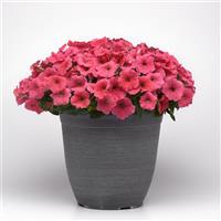 E3 Easy Wave® Coral Spreading Petunia Container