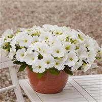 E3 Easy Wave® White Spreading Petunia Container