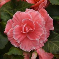Marquee™ Picotee Lace Pink Tuberous Begonia Bloom