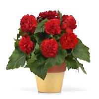 Marquee™ Ruffled Red Tuberous Begonia Container