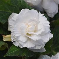 Marquee™ Ruffled White Tuberous Begonia Bloom